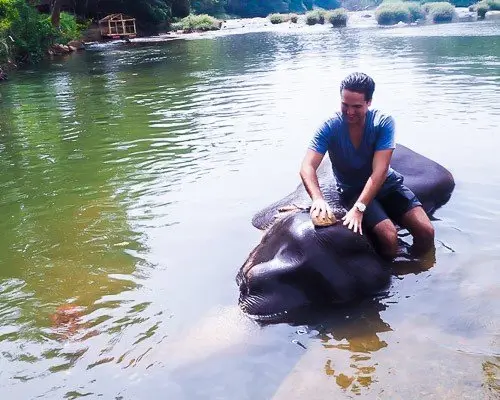 sri lanka elephane