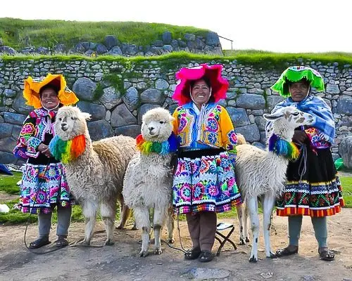 Lama Peru
