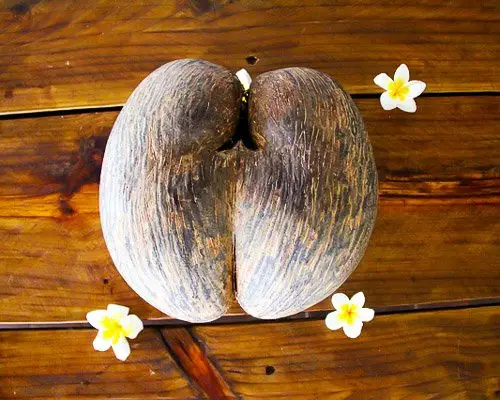 coconut-seychelles