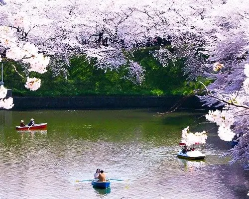 chidori-is-the-cherry-blossoms