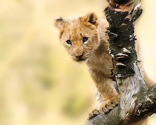 lion Africa