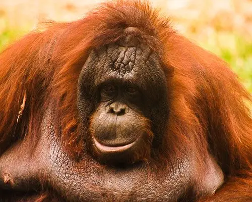 Orangutan Borneo 