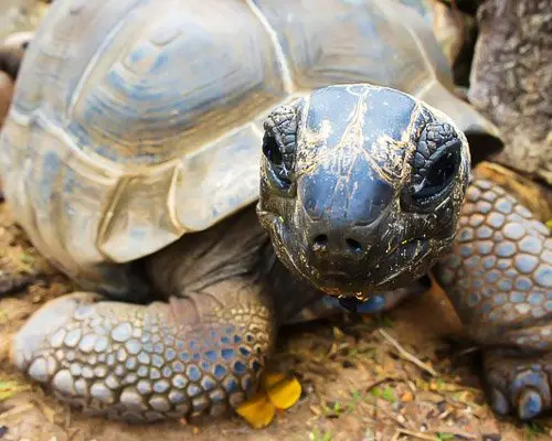 turtle-seychelles