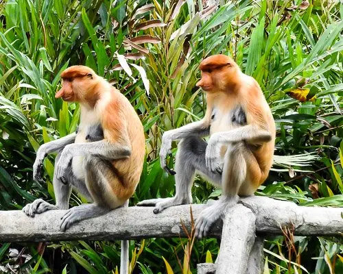 Borneo Monkeys