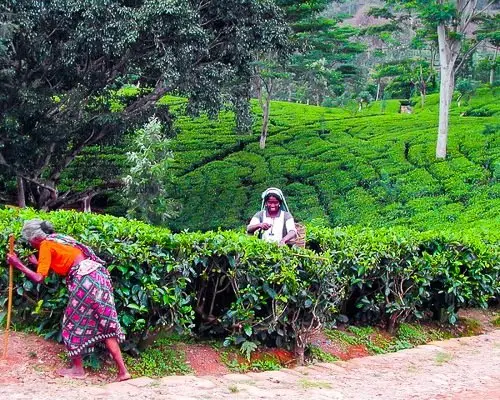 sri-lanka-897812_640