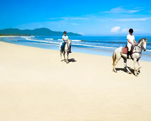 borneo-horses