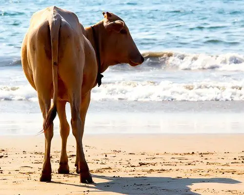 Goa