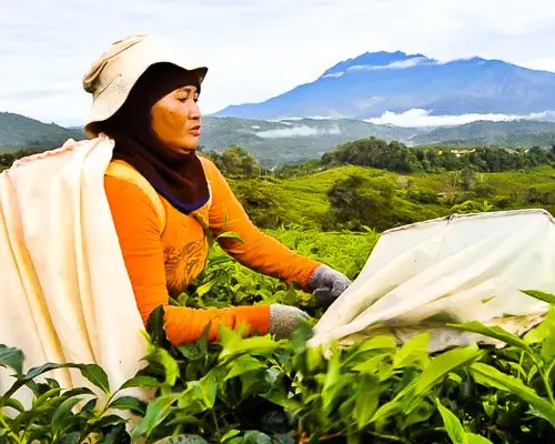 borneo-sabah-tea